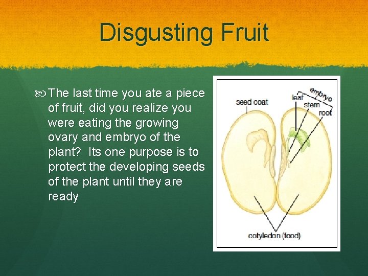 Disgusting Fruit The last time you ate a piece of fruit, did you realize