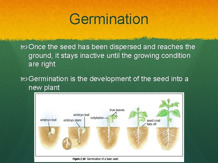 Germination Once the seed has been dispersed and reaches the ground, it stays inactive