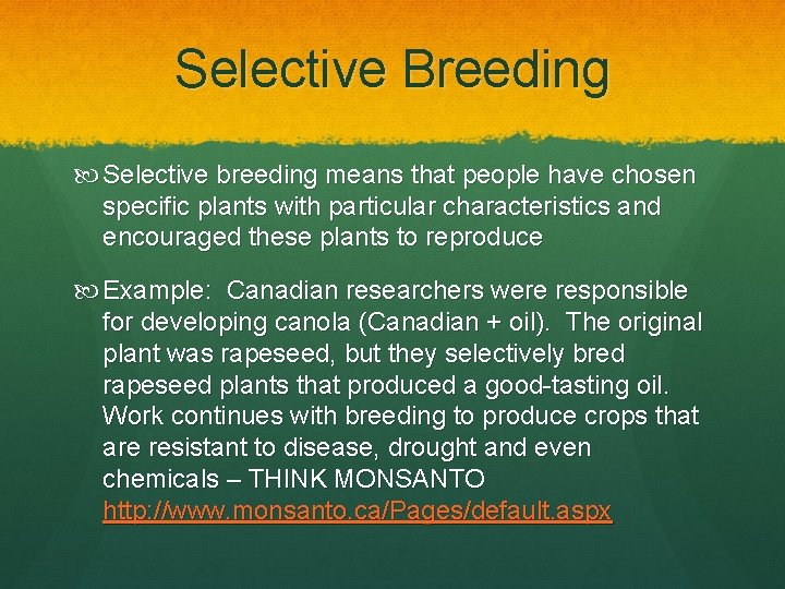 Selective Breeding Selective breeding means that people have chosen specific plants with particular characteristics