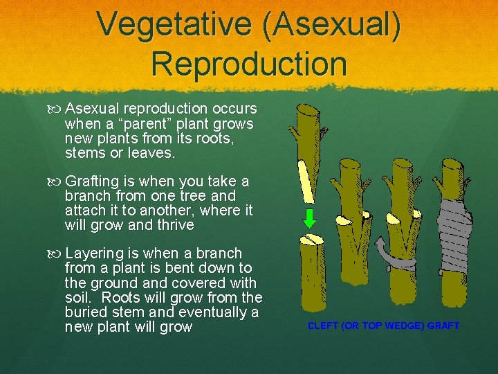 Vegetative (Asexual) Reproduction Asexual reproduction occurs when a “parent” plant grows new plants from