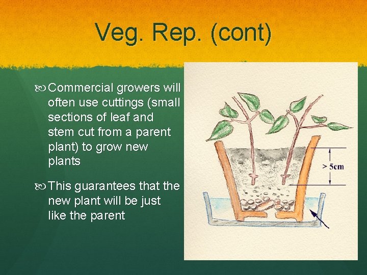 Veg. Rep. (cont) Commercial growers will often use cuttings (small sections of leaf and