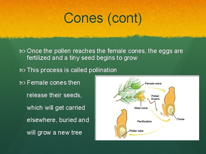 Cones (cont) Once the pollen reaches the female cones, the eggs are fertilized and
