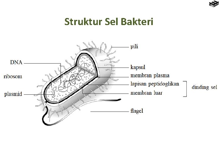Struktur Sel Bakteri 