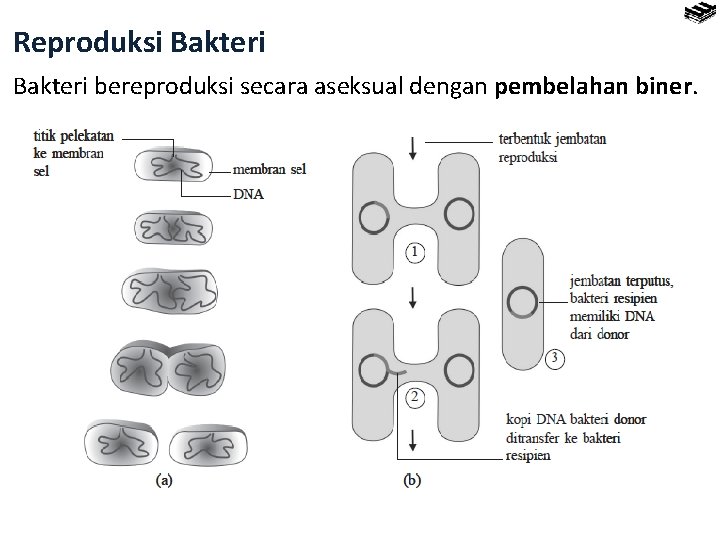 Reproduksi Bakteri bereproduksi secara aseksual dengan pembelahan biner. 