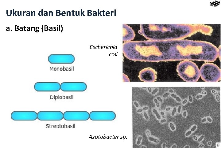 Ukuran dan Bentuk Bakteri a. Batang (Basil) Escherichia coli Azotobacter sp. 