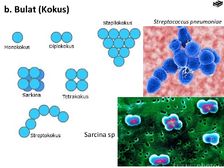 b. Bulat (Kokus) Streptococcus pneumoniae Sarcina sp 