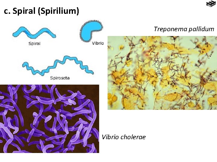 c. Spiral (Spirilium) Treponema pallidum Vibrio cholerae 