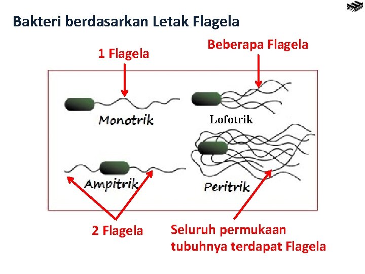 Bakteri berdasarkan Letak Flagela 1 Flagela Beberapa Flagela Lofotrik 2 Flagela Seluruh permukaan tubuhnya