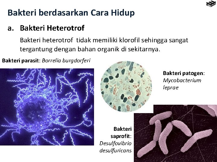 Bakteri berdasarkan Cara Hidup a. Bakteri Heterotrof Bakteri heterotrof tidak memiliki klorofil sehingga sangat