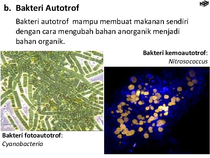 b. Bakteri Autotrof Bakteri autotrof mampu membuat makanan sendiri dengan cara mengubah bahan anorganik