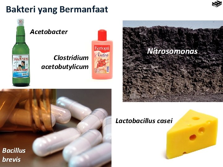 Bakteri yang Bermanfaat Acetobacter Clostridium acetobutylicum Nitrosomonas Lactobacillus casei Bacillus brevis 