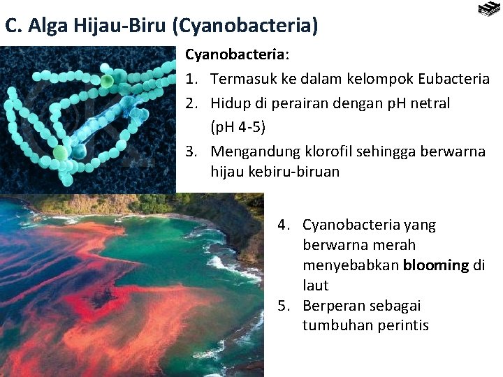 C. Alga Hijau-Biru (Cyanobacteria) Cyanobacteria: 1. Termasuk ke dalam kelompok Eubacteria 2. Hidup di