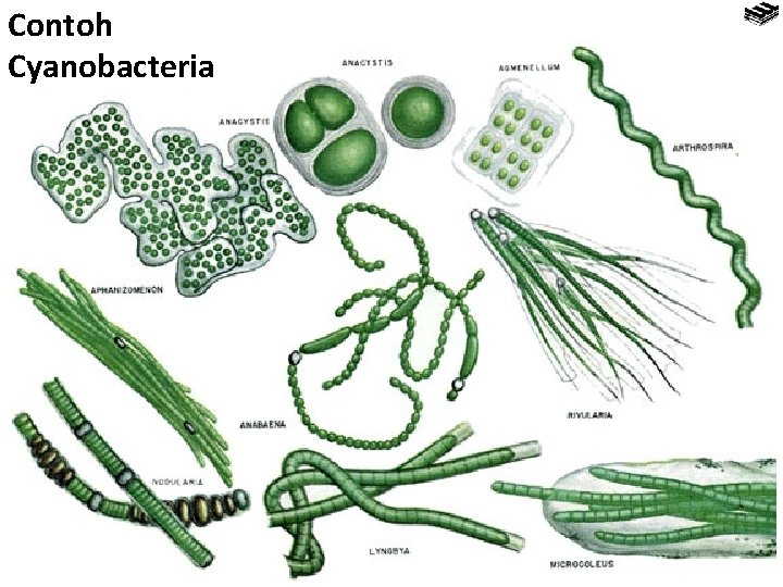 Contoh Cyanobacteria 