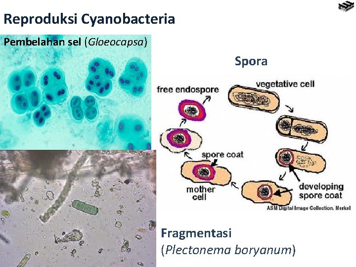 Reproduksi Cyanobacteria Pembelahan sel (Gloeocapsa) Spora Fragmentasi (Plectonema boryanum) 