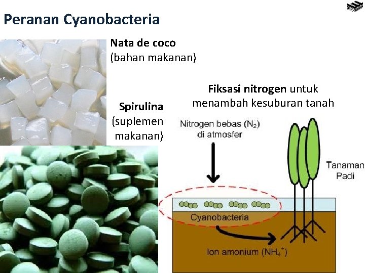 Peranan Cyanobacteria Nata de coco (bahan makanan) Spirulina (suplemen makanan) Fiksasi nitrogen untuk menambah