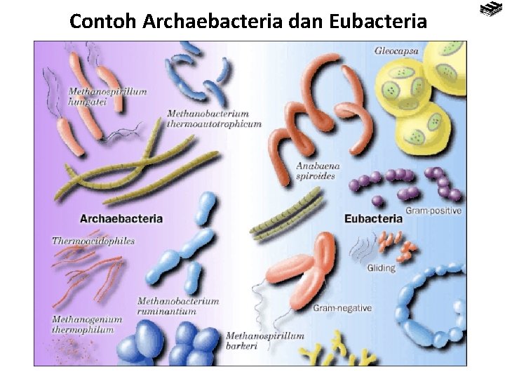 Contoh Archaebacteria dan Eubacteria 