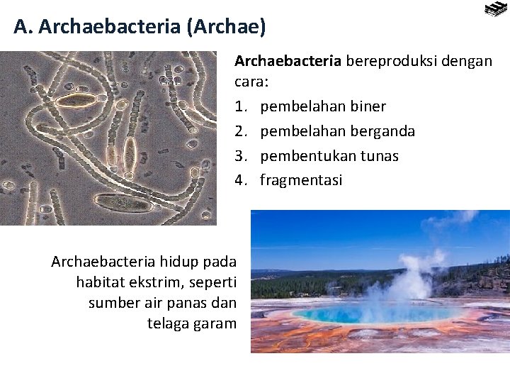 A. Archaebacteria (Archae) Archaebacteria bereproduksi dengan cara: 1. pembelahan biner 2. pembelahan berganda 3.