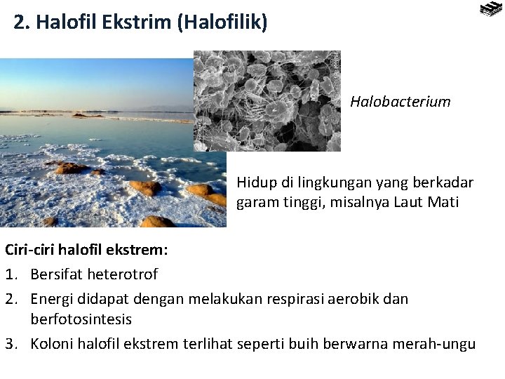 2. Halofil Ekstrim (Halofilik) Halobacterium Hidup di lingkungan yang berkadar garam tinggi, misalnya Laut
