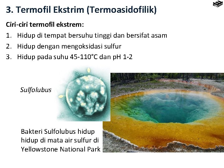 3. Termofil Ekstrim (Termoasidofilik) Ciri-ciri termofil ekstrem: 1. Hidup di tempat bersuhu tinggi dan