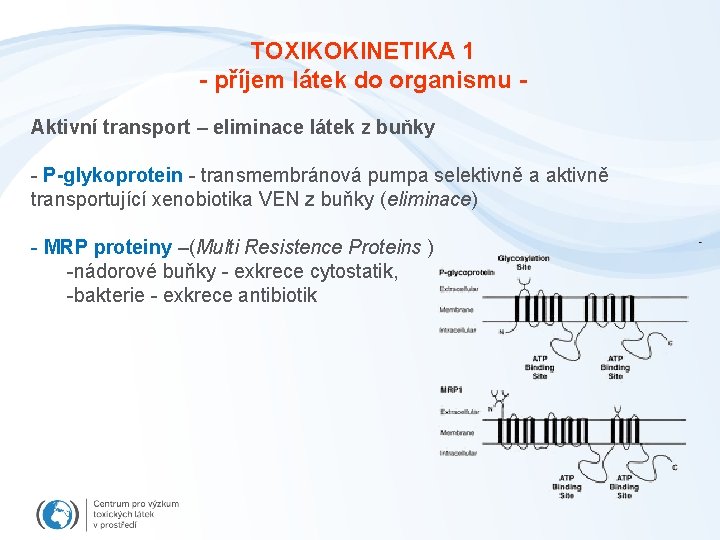 TOXIKOKINETIKA 1 - příjem látek do organismu Aktivní transport – eliminace látek z buňky