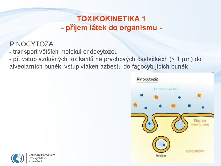 TOXIKOKINETIKA 1 - příjem látek do organismu PINOCYTOZA - transport větších molekul endocytozou -