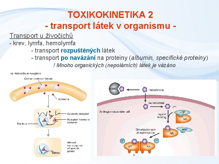 TOXIKOKINETIKA 2 - transport látek v organismu Transport u živočichů - krev, lymfa, hemolymfa