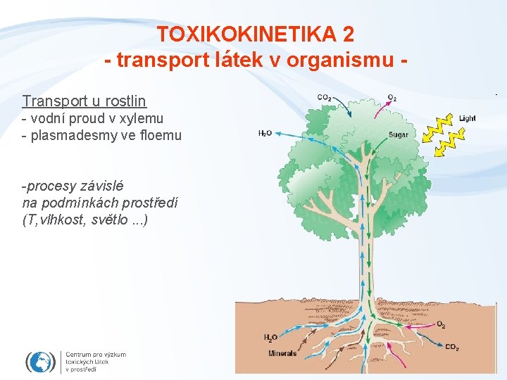 TOXIKOKINETIKA 2 - transport látek v organismu Transport u rostlin - vodní proud v