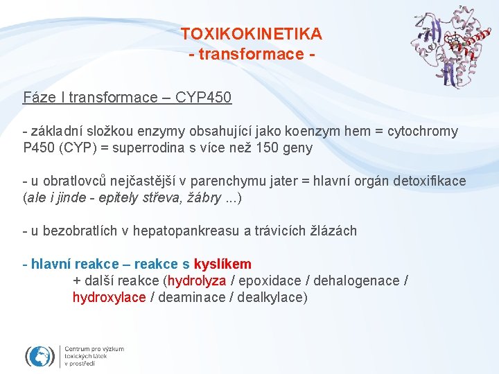 TOXIKOKINETIKA - transformace Fáze I transformace – CYP 450 - základní složkou enzymy obsahující