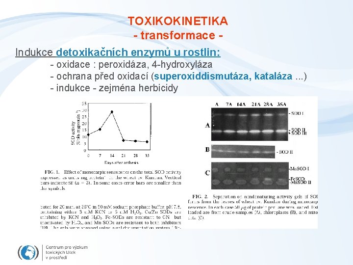 TOXIKOKINETIKA - transformace Indukce detoxikačních enzymů u rostlin: - oxidace : peroxidáza, 4 -hydroxyláza