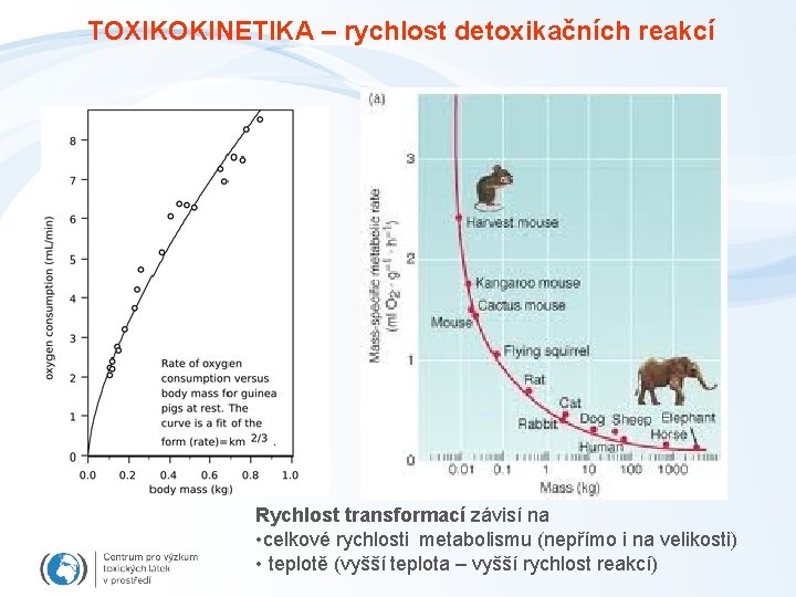 TOXIKOKINETIKA – rychlost detoxikačních reakcí Rychlost transformací závisí na • celkové rychlosti metabolismu (nepřímo