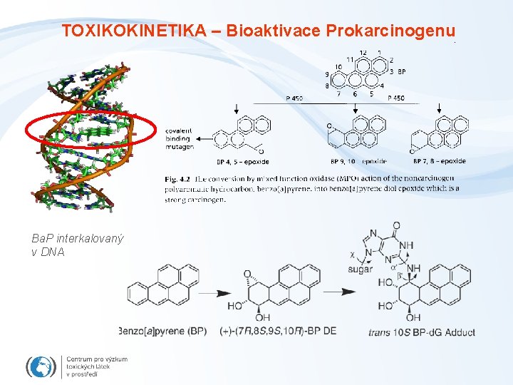 TOXIKOKINETIKA – Bioaktivace Prokarcinogenu Ba. P interkalovaný v DNA 