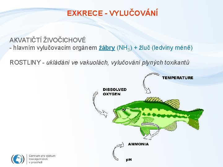 EXKRECE - VYLUČOVÁNÍ AKVATIČTÍ ŽIVOČICHOVÉ - hlavním vylučovacím orgánem žábry (NH 3) + žluč