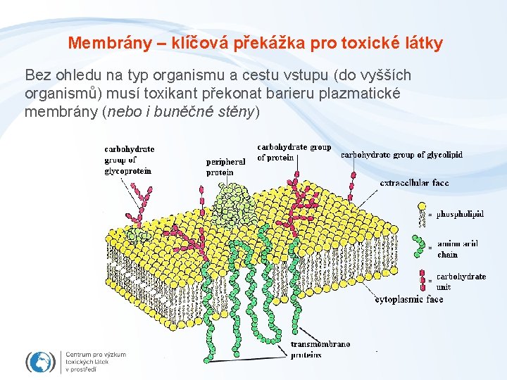 Membrány – klíčová překážka pro toxické látky Bez ohledu na typ organismu a cestu