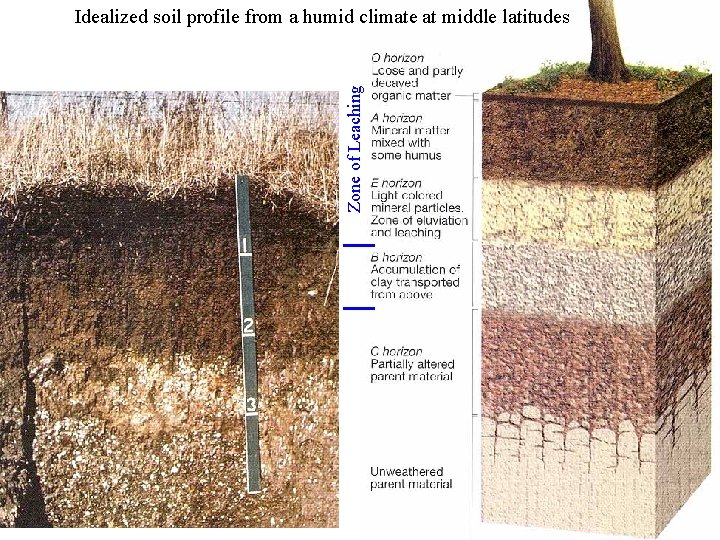 Zone of Leaching Idealized soil profile from a humid climate at middle latitudes 