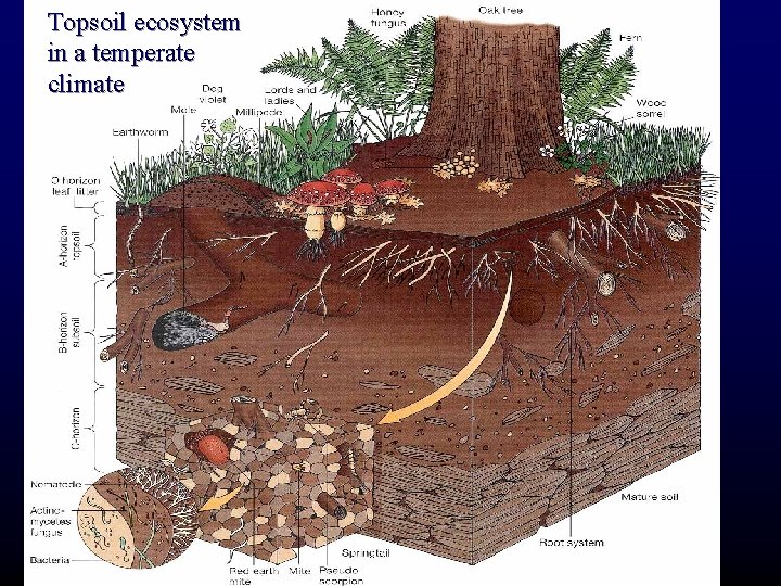 Topsoil ecosystem in a temperate climate 