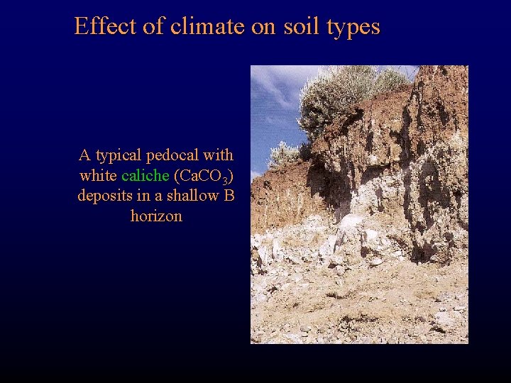 Effect of climate on soil types A typical pedocal with white caliche (Ca. CO