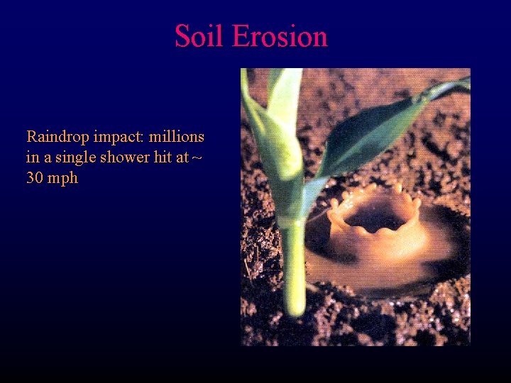 Soil Erosion Raindrop impact: millions in a single shower hit at ~ 30 mph