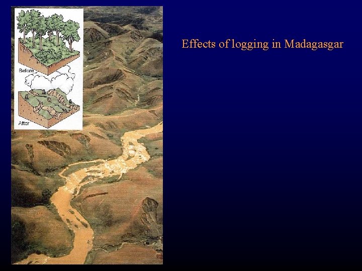 Effects of logging in Madagasgar 