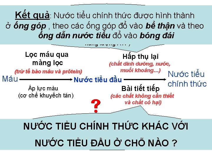 Đại bộ phận tiểu nước, chính các chấtthức dinh dưỡng bộ thành Kết quả