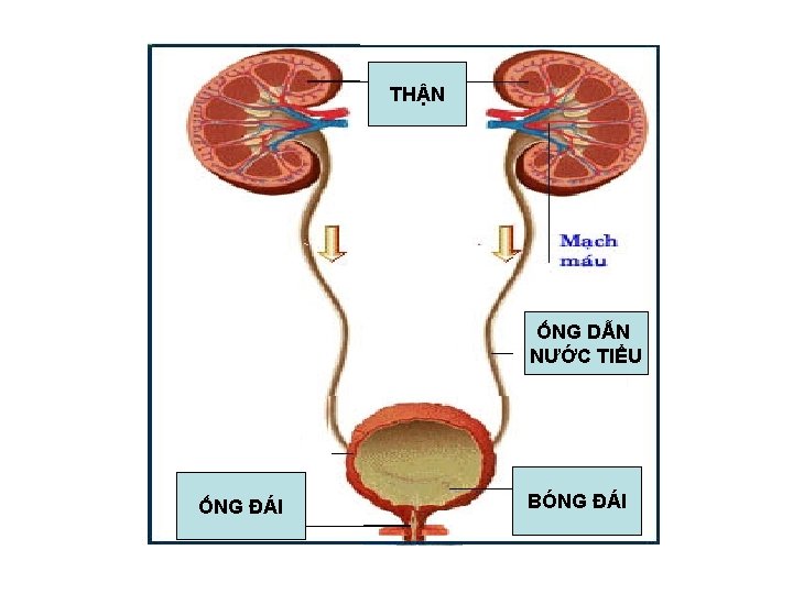 THẬN ỐNG DẪN NƯỚC TIỂU ỐNG ĐÁI BÓNG ĐÁI 