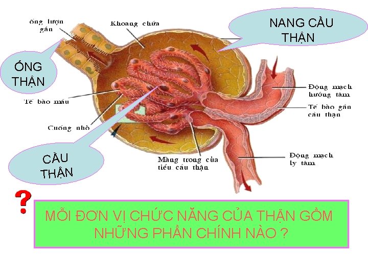 NANG CẦU THẬN ỐNG THẬN CẦU THẬN MỖI ĐƠN VỊ CHỨC NĂNG CỦA THẬN
