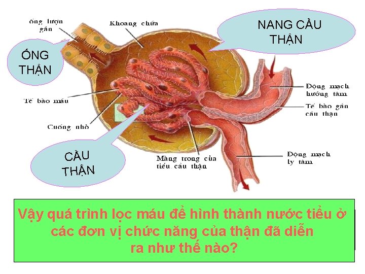 NANG CẦU THẬN ỐNG THẬN CẦU THẬN Vậy quá trình lọc máu để hình