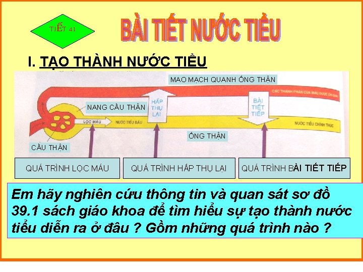 TIẾT 41 I. TẠO THÀNH NƯỚC TIỂU MAO MẠCH QUANH ỐNG THẬN NANG CẦU