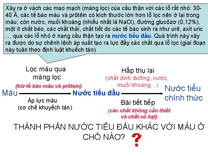 Xảy ra ở vách các mao mạch (màng lọc) của cầu thận với các