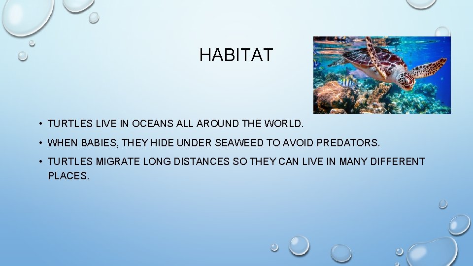 HABITAT • TURTLES LIVE IN OCEANS ALL AROUND THE WORLD. • WHEN BABIES, THEY
