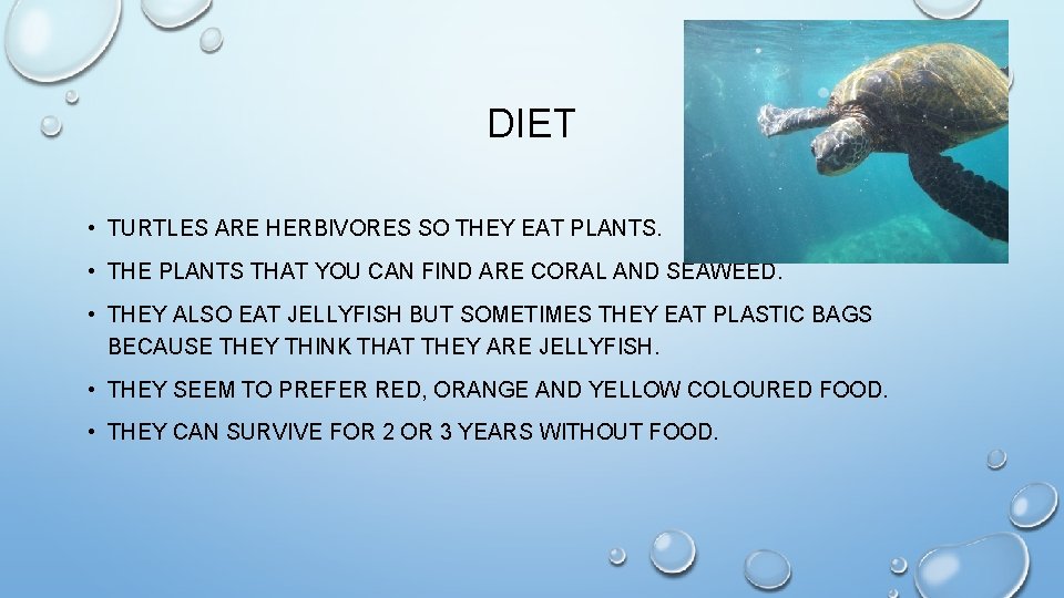 DIET • TURTLES ARE HERBIVORES SO THEY EAT PLANTS. • THE PLANTS THAT YOU