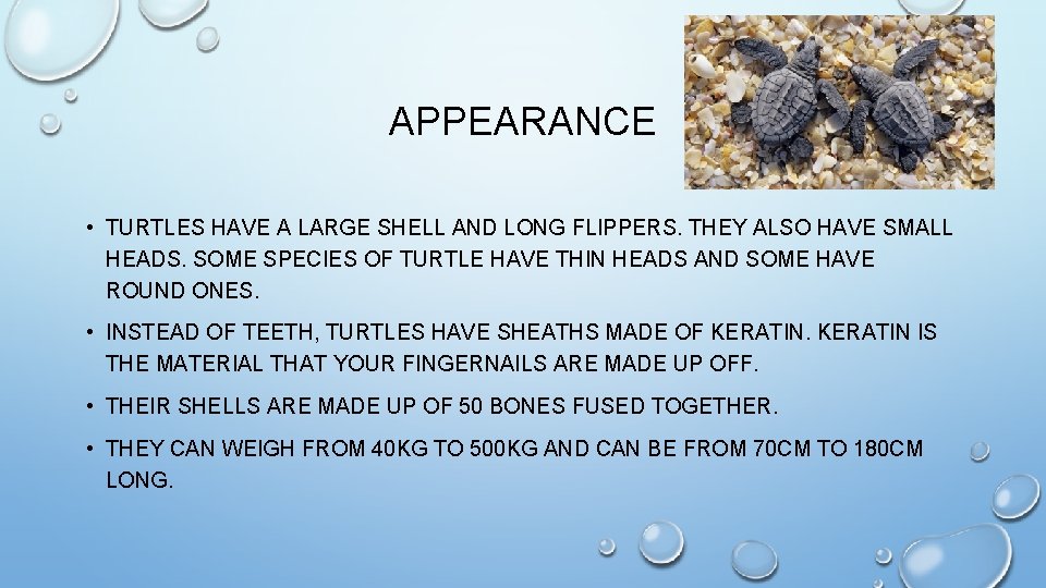 APPEARANCE • TURTLES HAVE A LARGE SHELL AND LONG FLIPPERS. THEY ALSO HAVE SMALL