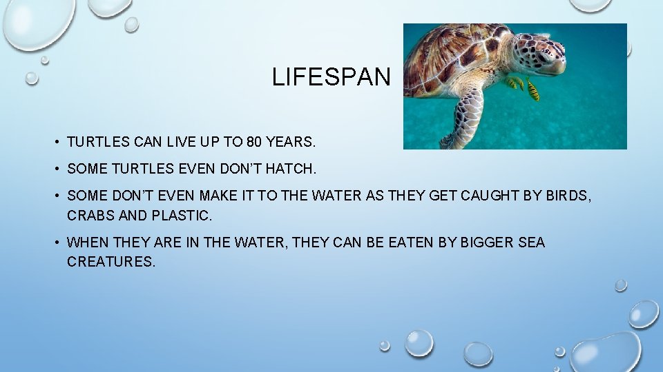 LIFESPAN • TURTLES CAN LIVE UP TO 80 YEARS. • SOME TURTLES EVEN DON’T