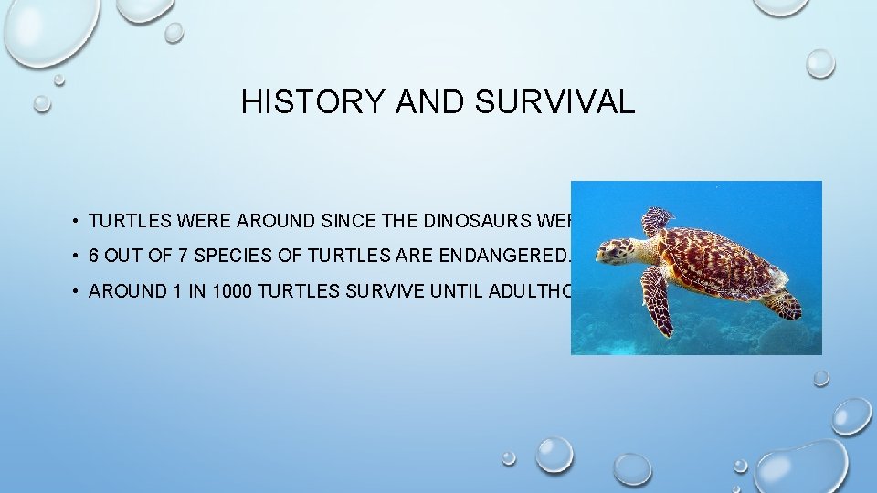 HISTORY AND SURVIVAL • TURTLES WERE AROUND SINCE THE DINOSAURS WERE. • 6 OUT
