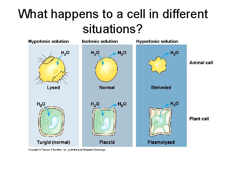 What happens to a cell in different situations? 